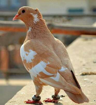 Contenu restreint